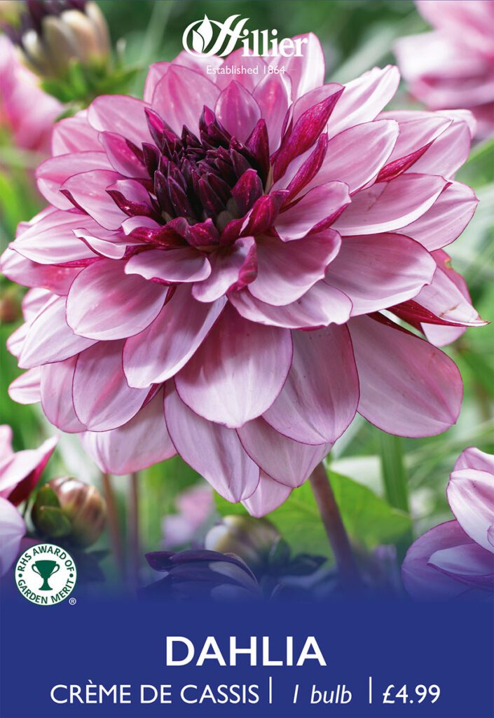 Dahlia Crème De Cassis Tubers 8718641996867 2